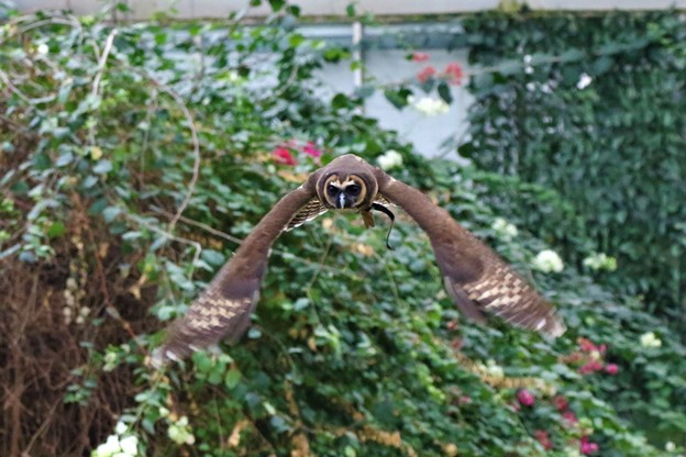 写真: オオフクロウの飛翔
