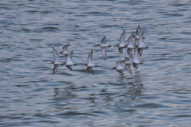写真: ハマシギ群れの飛翔