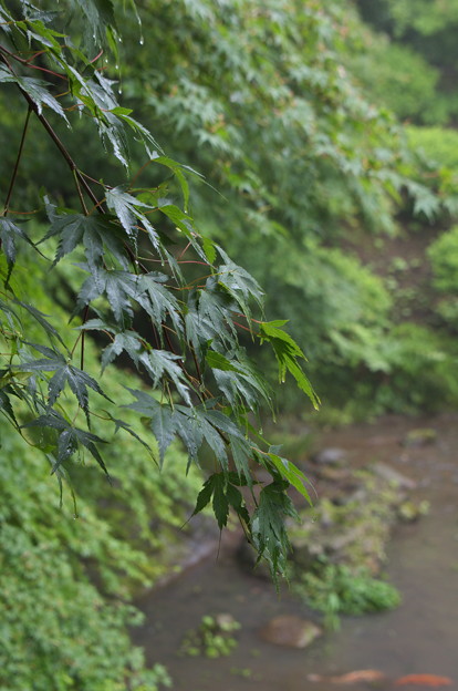 写真: 三渓園・庭園の中を流れる小川