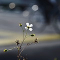 写真: 路傍の花