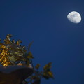 写真: 夕神輿とお月さん