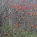 写真: 霧の中の紅葉