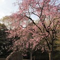 多摩市　桜