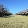 写真: 多摩市　桜と富士山　宝野公園