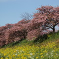 写真: 南伊豆　みなみの桜と菜の花