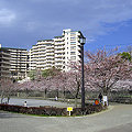 写真: 海老名の桜０９−３（北部公園）