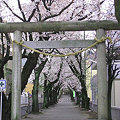 写真: 海老名の桜０９−２（弥生神社）