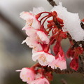 写真: 083 日立紅寒桜