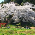 写真: 542 油ヶ崎 稲荷神社の桜