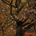 Photos: 168 十王パノラマ公園の二期桜