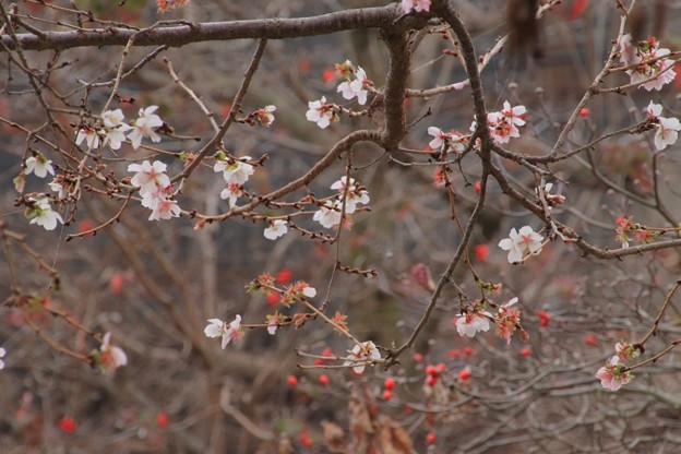 849 塙山のハナミズキと冬桜