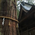 写真: 鉾杉 近津神社