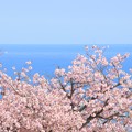 写真: 087 かみね公園の八重桜