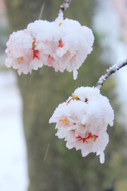 写真: 桜隠しの雪