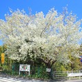 写真: 338 中小路の大島桜