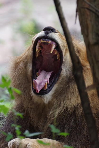 写真: あくびするライオン