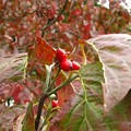 写真: ハナミズキの紅葉と実