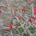 写真: リズミカルにドウダンツツジの紅葉