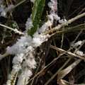 写真: 野原の枯草に残雪（2）