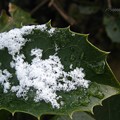 ヒイラギモクセイの葉に溶けかかる雪