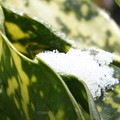 写真: アオキの葉に溶けかかる残雪