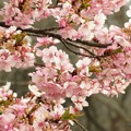 写真: 美しく満開の河津桜
