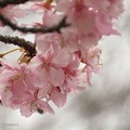 写真: 枝先にまとまる河津桜