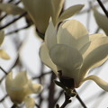 写真: 夕方の光受けた白モクレンの花