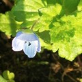 写真: オオイヌノフグリの青い花♪