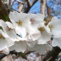 写真: 桜の花のティアラ♪