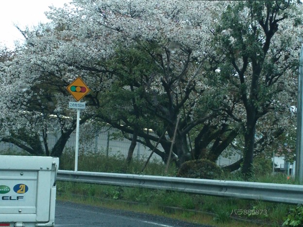写真: 桜の木の枝ぶり♪