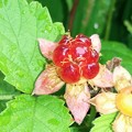 写真: ナワシロイチゴの果実♪