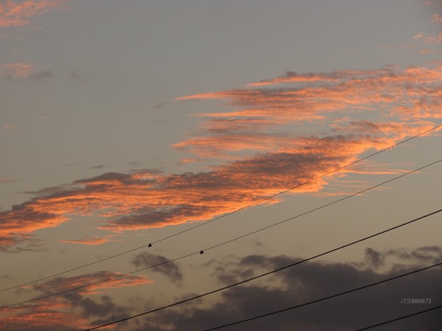 写真: 夕焼けのうろこ雲