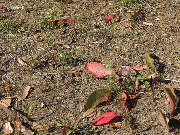 写真: 冬枯れの野に赤い葉が♪