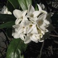 写真: 白花沈丁花（シロバナジンチョウゲ）の花♪