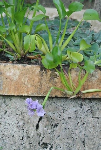 写真: ホテイアオイの花