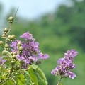 オオバナサルスベリの花
