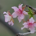 写真: カンヒザクラ狂い咲き