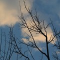 写真: 枯れ木越しの青空