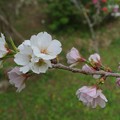 写真: 幻の桜・クメノサクラ満開