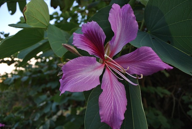 写真: オオバナソシンカの花