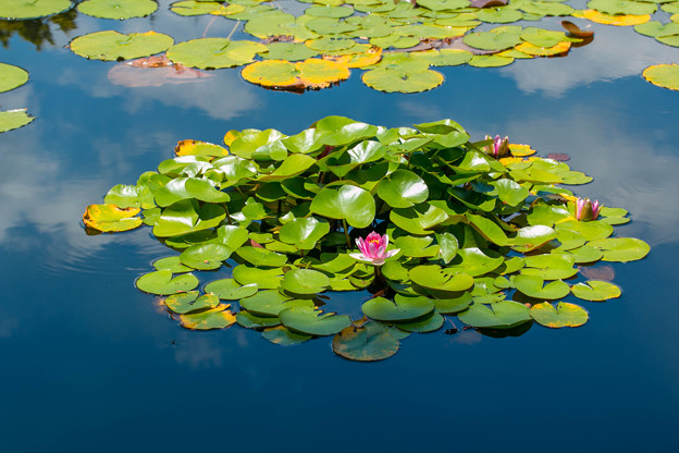 写真: 湖畔の彩  〜Season of a water lily〜