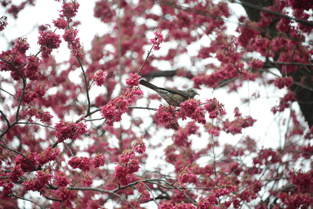 写真: 台湾緋桜にヒヨドリが群れていた