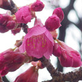 写真: 咲き始める台湾緋桜