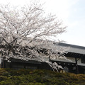 写真: 門と桜
