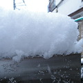 写真: 新宿も雪で〜す