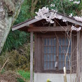 写真: 桜に包まれる観音様