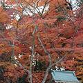 写真: ２３．１１．２７志波彦神社鳥居前の紅葉