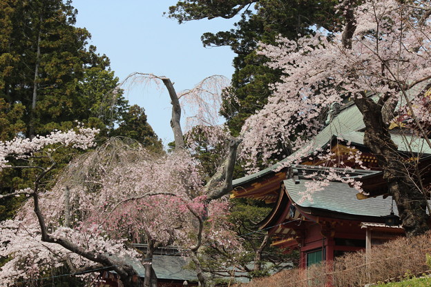 ２６．４．１６鹽竈神社の桜