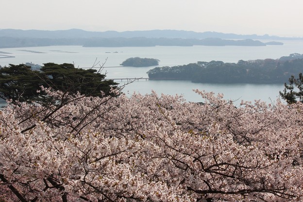 ２６．４．２３西行戻しの松公園の桜